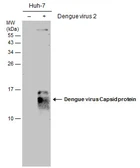 Anti-Dengue virus Capsid protein antibody [GT2287] used in Western Blot (WB). GTX633624